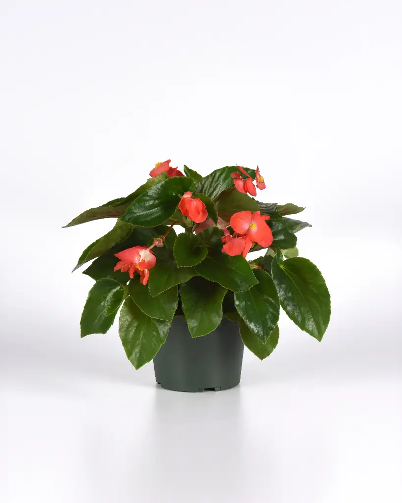 Begonia  - Dragon Wing Red