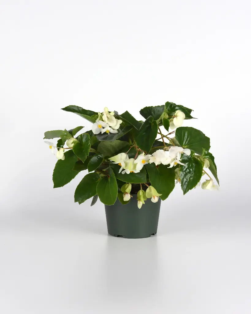 Begonia  - Dragon Wing White