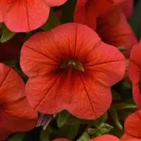 Calib Cabaret Orange#