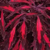 Coleus - Compact - Flamethrwr Adobe Pink