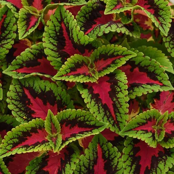 Coleus - Tall - French Quarter