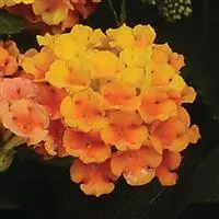 Lantana Ltl Lcky Orange#