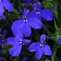 Lobelia - Trailing Blue