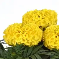 Marigold - African - Taishan Yellow