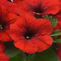 Pet E3 Easy Wave Red