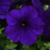 Petunia - Easy Wave Blue