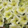 Petveg Surf Yellow#