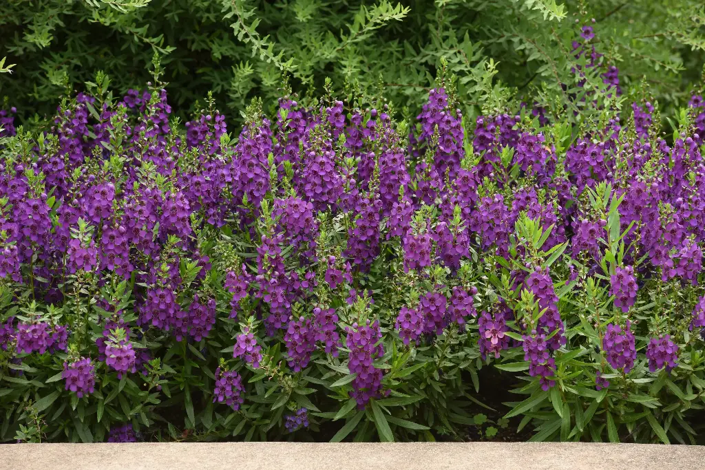 Angelonia Archangel Purp Dk#