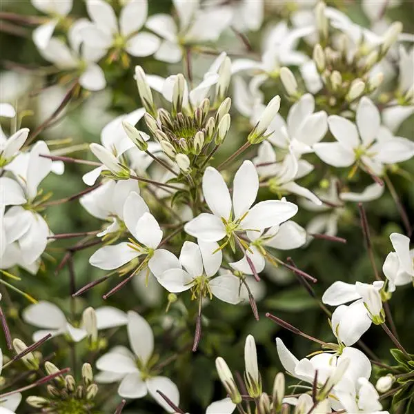 Cleome Senorita Blanca#