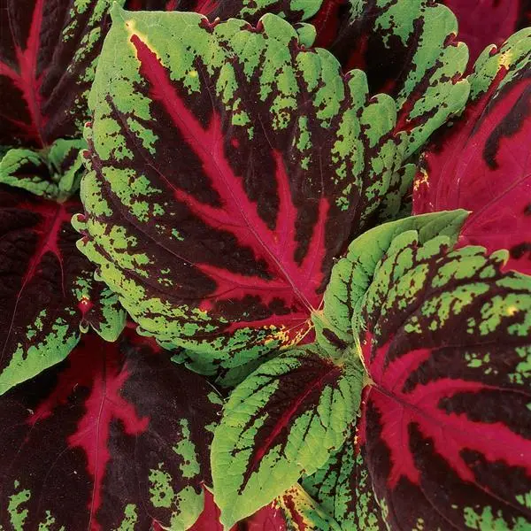 Coleus - Kong Red