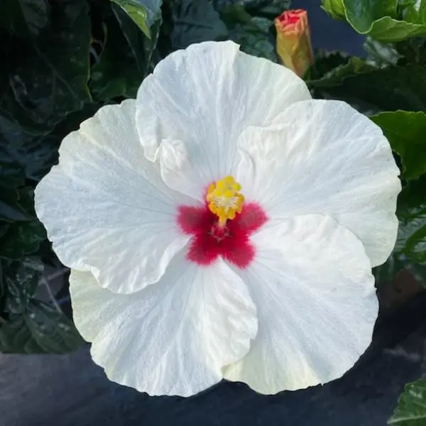 Quart Hibiscus - Hibiscus White