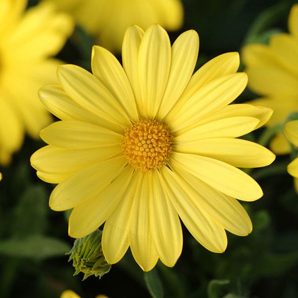Osteosp Voltage Yellow#