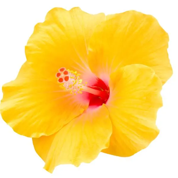 Quart Hibiscus - Hibiscus Yellow
