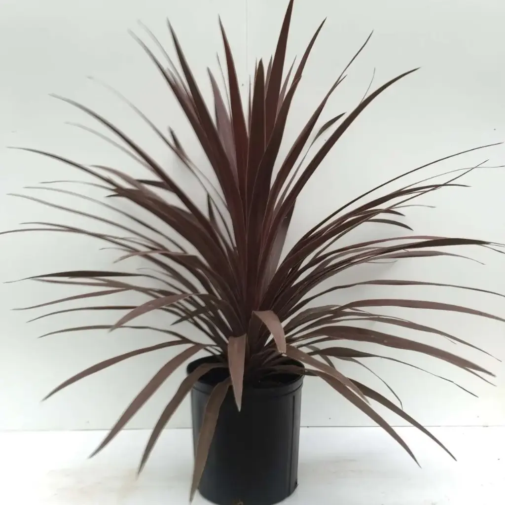 Quart Red Star Spike
