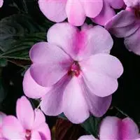 Impaex Sunpatnscomp Lavender#