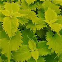 Coleus - Tall - Wasabi