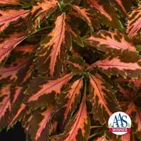 Coleus - Med - Coral Candy