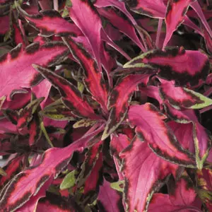 Coleus Stnd Glwrk Luminesce#