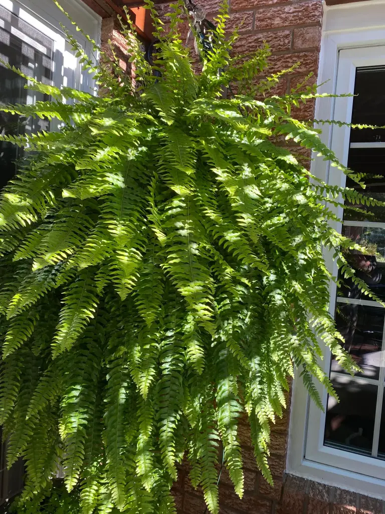 Boston Fern Hanging Basket 