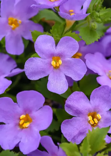 [PN_900006] Bacopa - Blue