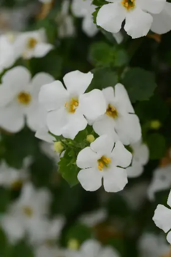 [PN_900007] Bacopa - White