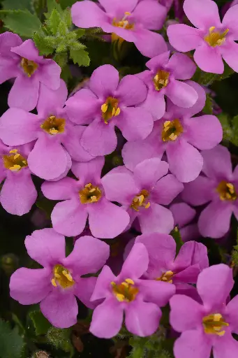 [PN_900008] Bacopa Megacopa Pink Ipd# 2 Per