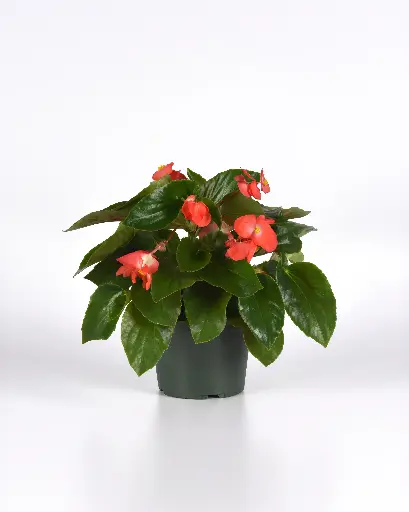 [PN_900009] Begonia  - Dragon Wing Red