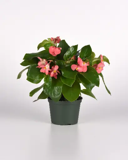 [PN_900010] Begonia  - Dragon Wing Pink