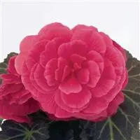 [PN_900012] Begonia Tuberous - Ns Mocca Pink Shades