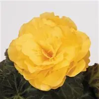 [PN_900014] Begonia Tuberous - Ns Mocca Yellow