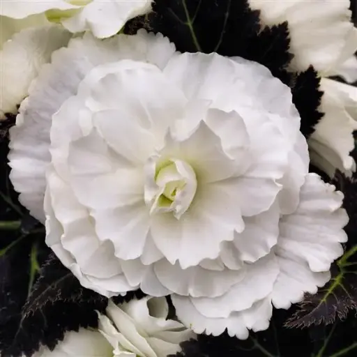 [PN_900016] Begonia Tuberous - Ns Mocca White