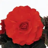 [PN_900017] Begonia Tuberous - Non-Stop Orange