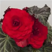 [PN_900018] Begonia Tuberous - Non-Stop Red