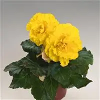 [PN_900019] Begonia Tuberous - Non-Stop Yellow
