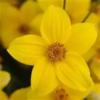 [PN_900020] Bidens - Yellow