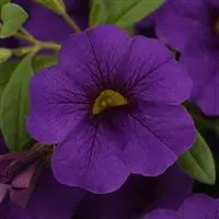 [PN_900023] Calibrachoa - Cabaret Midnight Blue