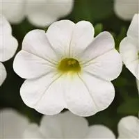 [PN_900025] Calib. Cabaret White Bright#