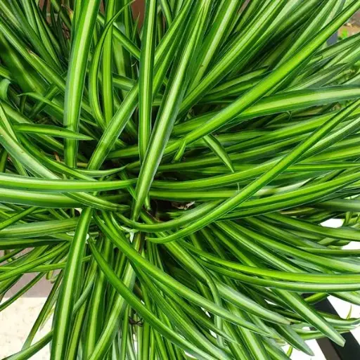 [PN_900030] Fo Chlorophytum Spider Wht Grn