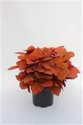 [PN_900031] Coleus Chargedup Campfire#