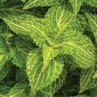 [PN_900032] Coleus Chargedup Electric Lme#