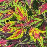 [PN_900034] Coleus Flm Throwr Chili Pepp#