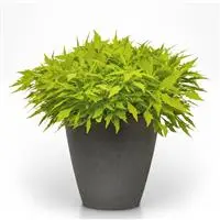 [PN_900035] Coleus - Compact - Flamethrwr Salsa Verde