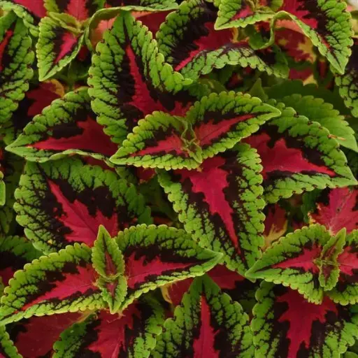 [PN_900036] Coleus - Tall - French Quarter