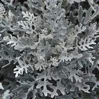 [PN_900040] Dusty Miller  X2 - Silver Dust