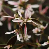 [PN_900041] Euphorbia  X2 - Breathless Blush