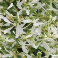 [PN_900042] Euphorbia  X2 - Breathless White