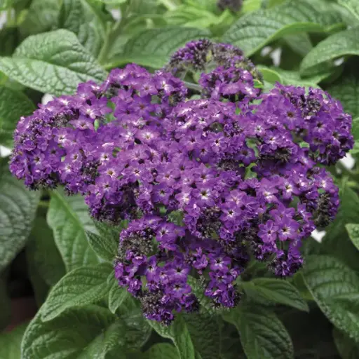 [PN_900043] Heliotrope - Fragrant Blue