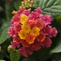 [PN_900052] Lantana Lucky Pink#