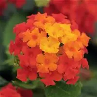 [PN_900053] Lantana - Lucky Red