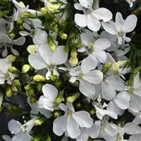 [PN_900056] Lobelia - Trailing White